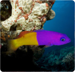 pseudochromis paccagnellae