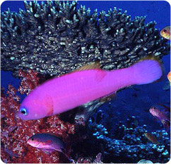 pseudochromis porphyreus