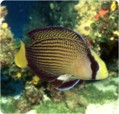 pseudochromis splendens