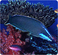 pseudochromis springeri