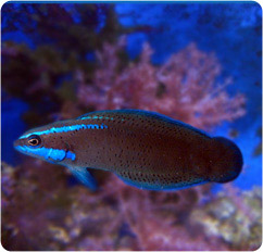 pseudochromis springeri tankraised