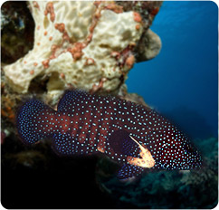 cephalopholis argus
