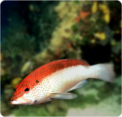 cephalopholis fulva