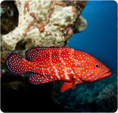 cephalopholis miniata