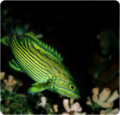cephalopholis polleni