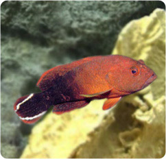 cephalopholis urodeta