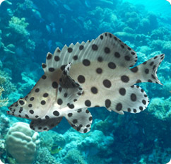 chromileptes altivelis