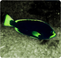 epinephelus flavocaeruleus