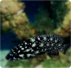 epinephelus summana