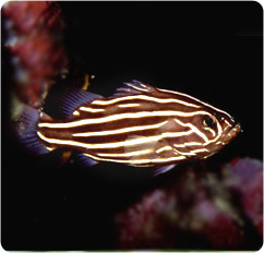 grammistes sexlineatus