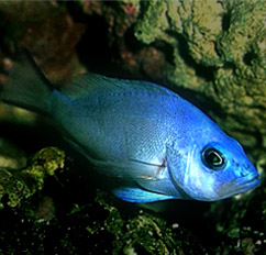 hypoplectrus gemma