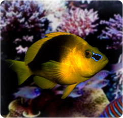 hypoplectrus guttavarius
