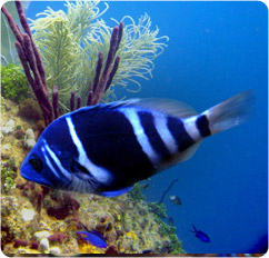 hypoplectrus indigo