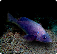 hypoplectrus nigricans