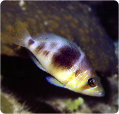 hypoplectrus puella