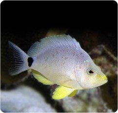 hypoplectrus unicolor