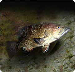 mycteroperca rosacea