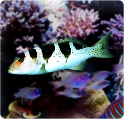 plectropomus laevis